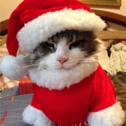 Halo's Discord Profile Picture